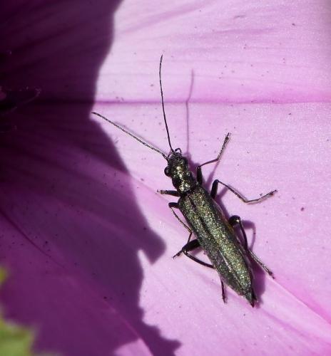 Réf. 227 148 : Oedemera atrata